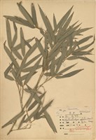 藏品(孟宗竹)的圖片